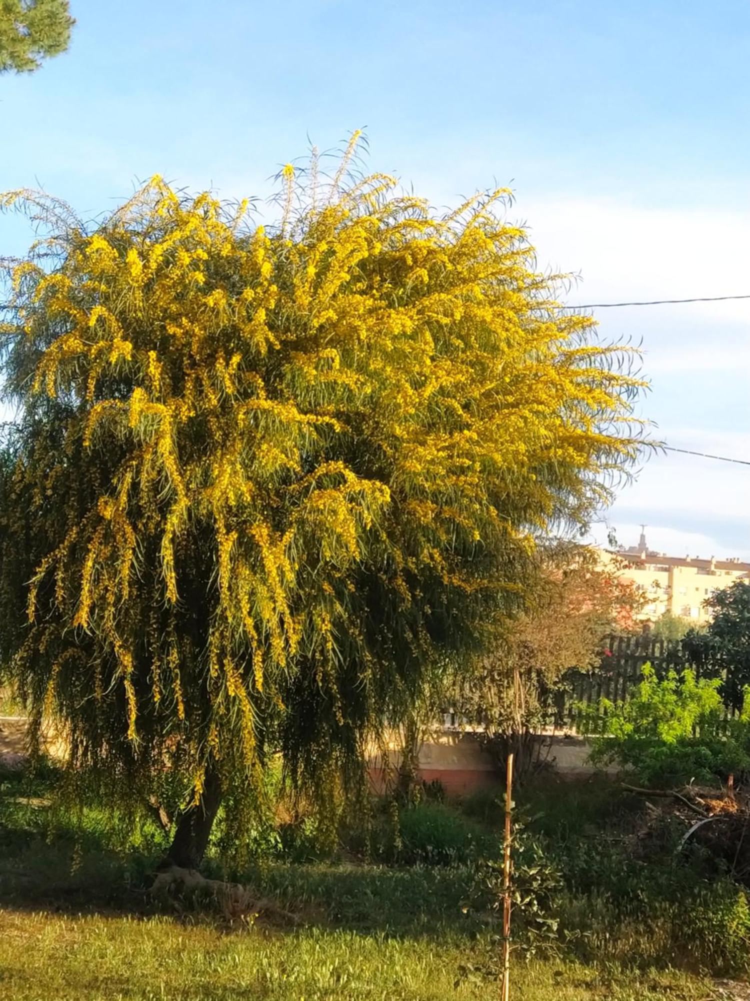 شقة La Toscana مرسية المظهر الخارجي الصورة